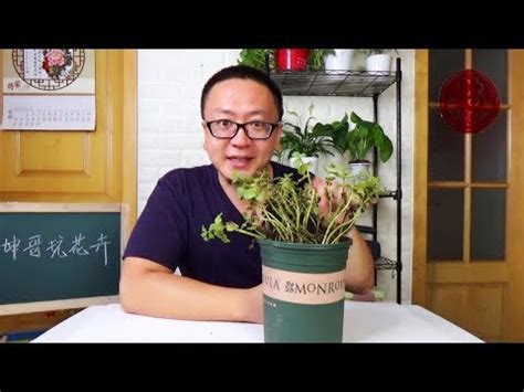 枯萎植物 風水 龍吉祥物